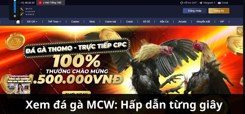 Giới thiệu về xem đá gà MCW